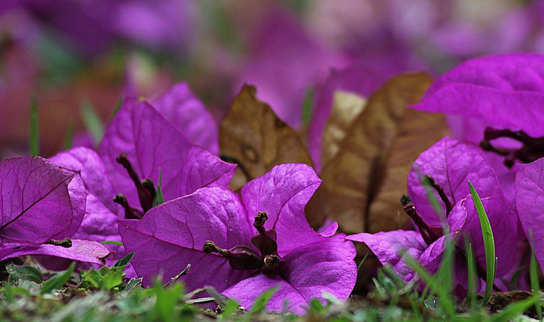 Purple, crape-papery bougainvillea flowers with three dark pistols bloom in the sun.