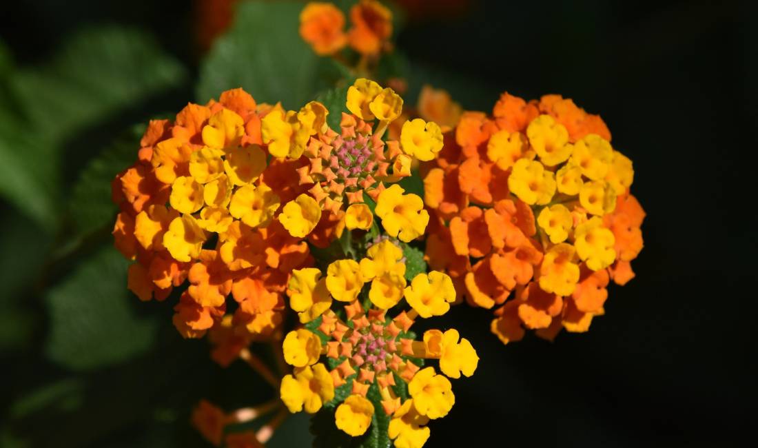 Vibrant orange and yellow lantana flowers burst forth in clusters that resemble an explosion.