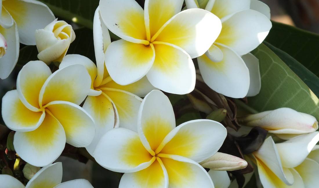 Lush five-petaled plumeria flowers with yellow centers should be pruned after the final blooms fade in the summer.
