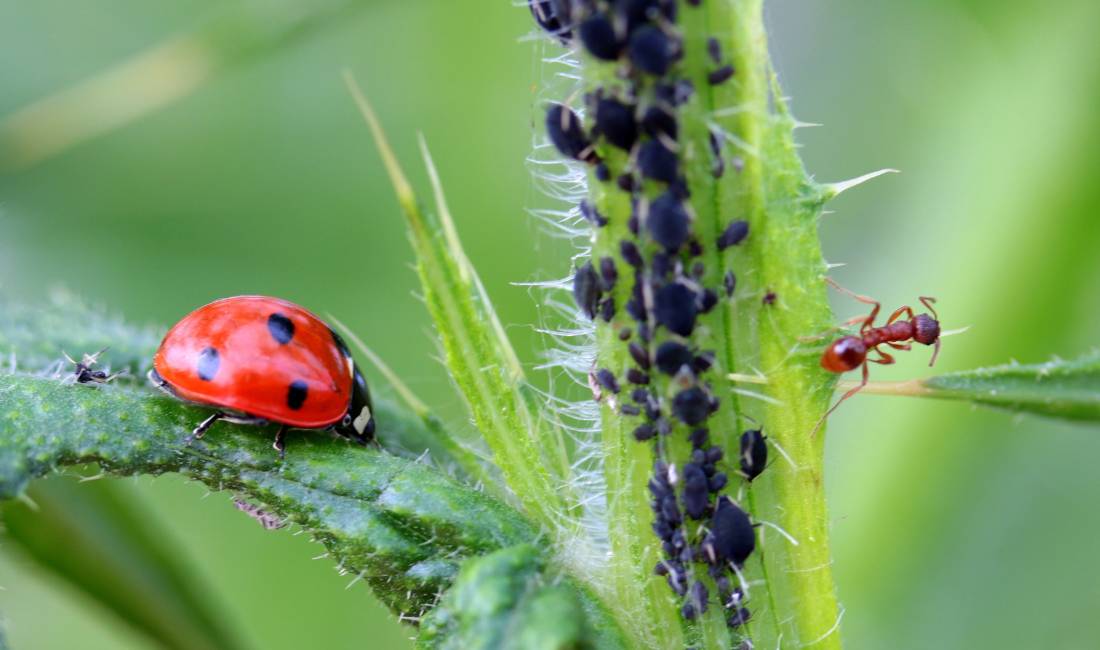Dozens of black aphids crawl up a vertical stem as a predatory ladybug prepare to feed on the left and an ant attracted by the honeydew feeds on the right.