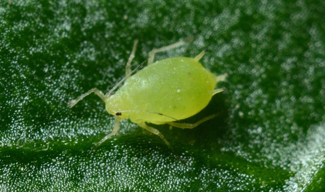 A single green aphid with black eyes and translucent antennae sits on a green leaf.