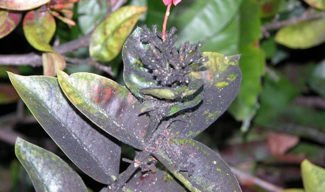Leaves of a green Palm Beach Island plant are coated in black sooty mold with a single red bud growing from the mold covered plant.