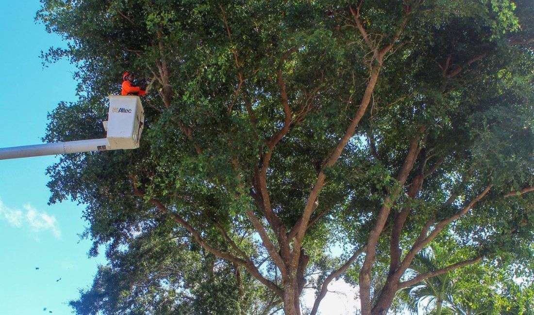 Sherlock and Coastal Gardens teams use a bucket truck to properly prune a tree in South Florida.