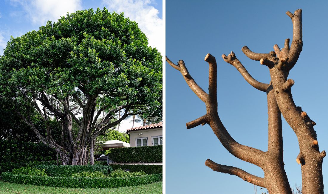 Healthy pruned tree on the left, topped tree on the right.