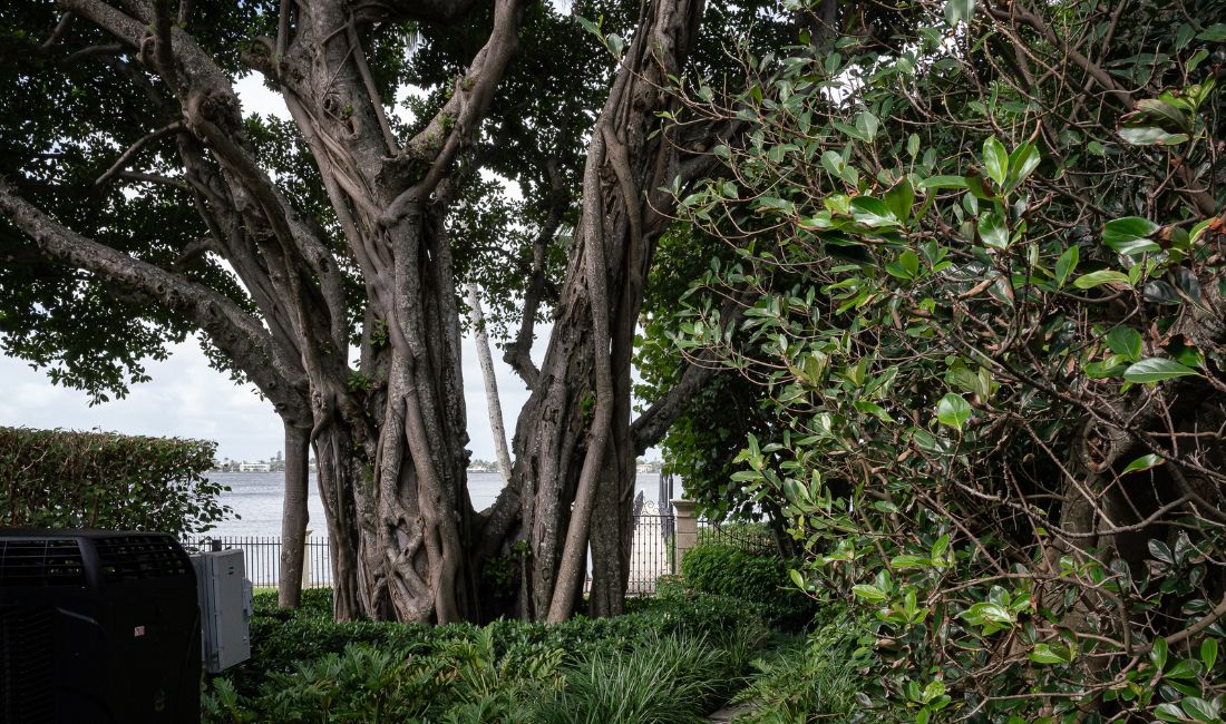 Trees partially block an ocean view on a Palm Beach Property.