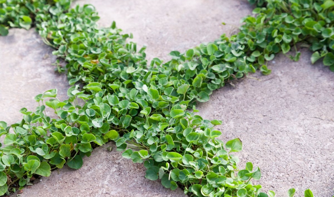 A close-up of dichondra, a low-growing ground cover, thriving between pavers in a professionally installed landscape by Coastal Gardens.