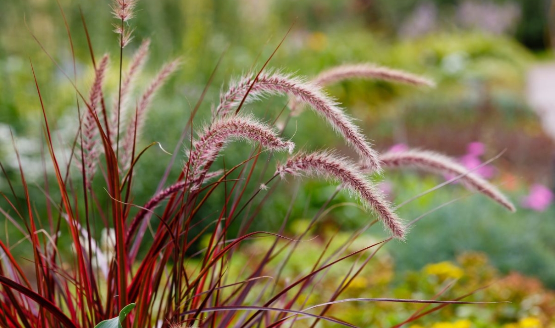 Purple fountain grass stands out in the foreground of a vibrant Palm Beach landscape, surrounded by a variety of colorful plants and lush greenery.