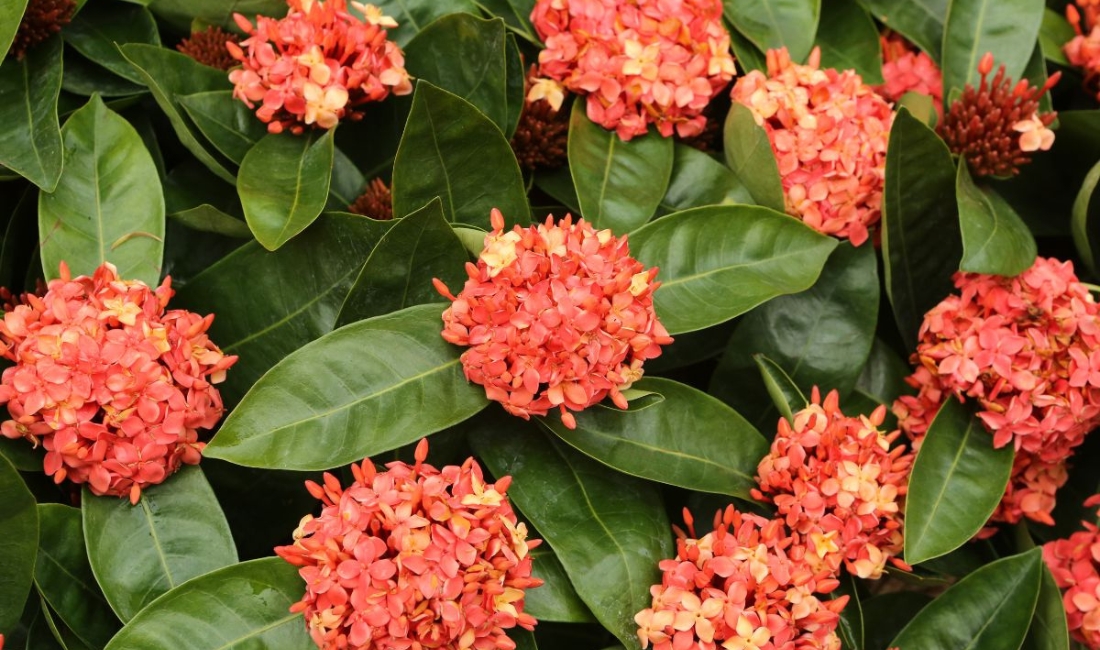 A close up look on red flowers and leaves of a Ixora growing at Palm Beach garden.