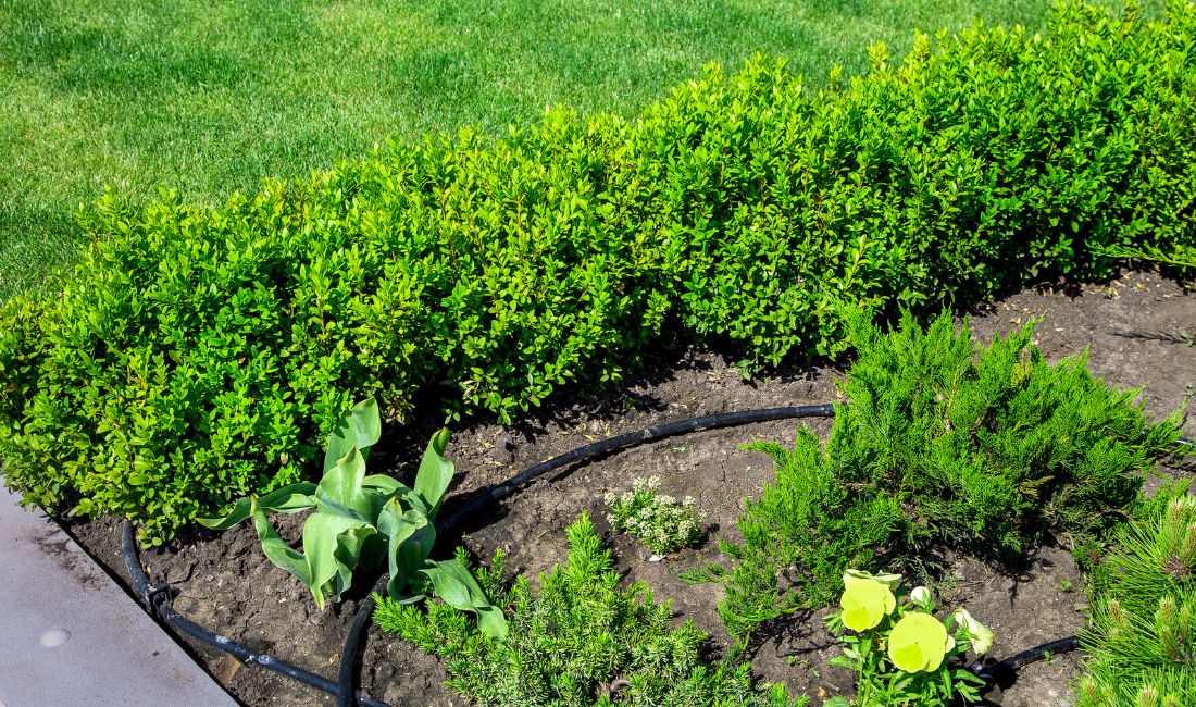 Drip irrigation system delivers targeted moisture to shrubs in a backyard garden bed next to a vibrant green lawn.