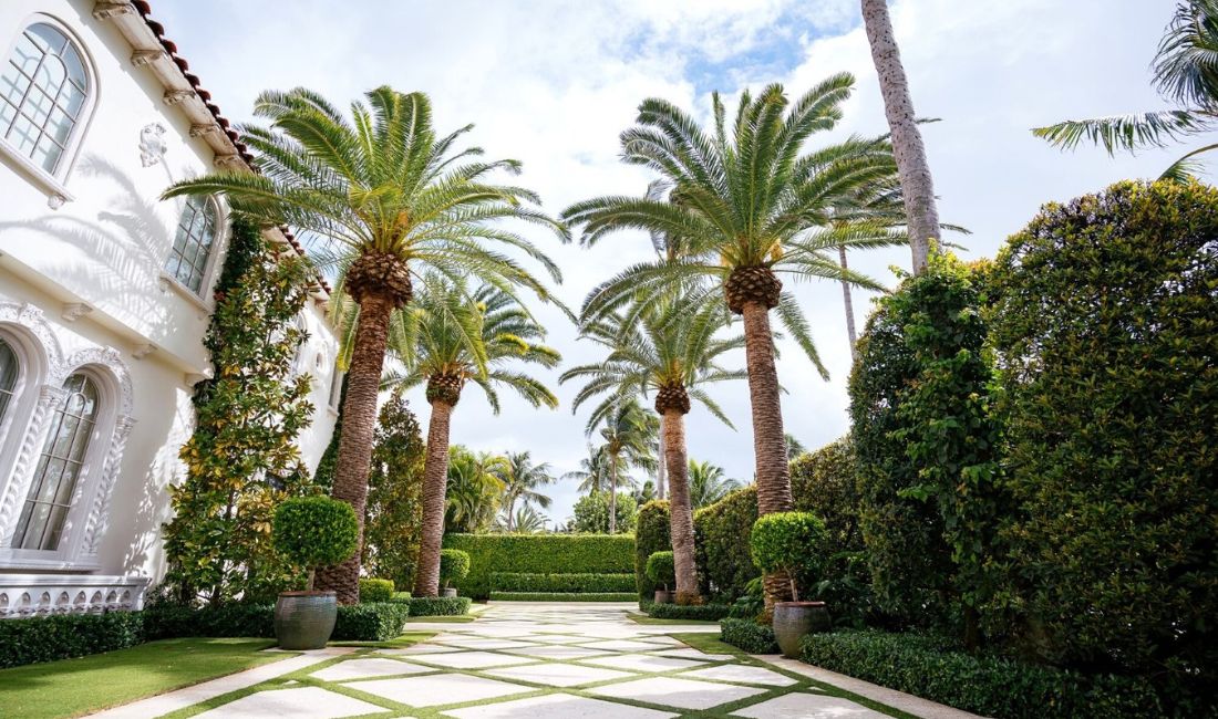 Tall, majestic palm trees surrounded by other hedges and shrubs in a sunny Palm Beach backyard.