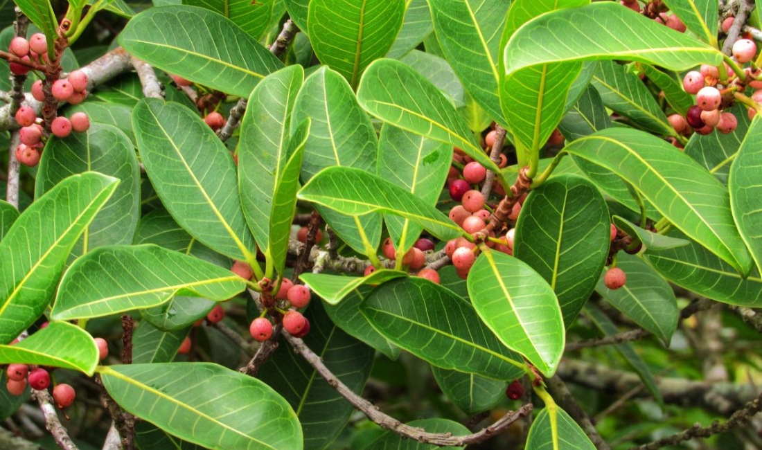 Shortleaf fig banyan tree leaves and red fruit requiring seasonal cleanup on Palm Beach estate.