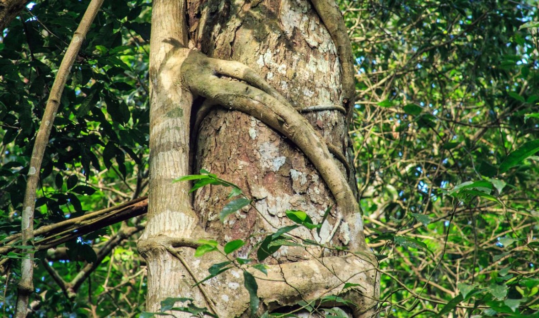 Close-up of strangler fig aerial roots wrapping around host tree trunk showing banyan growth pattern.