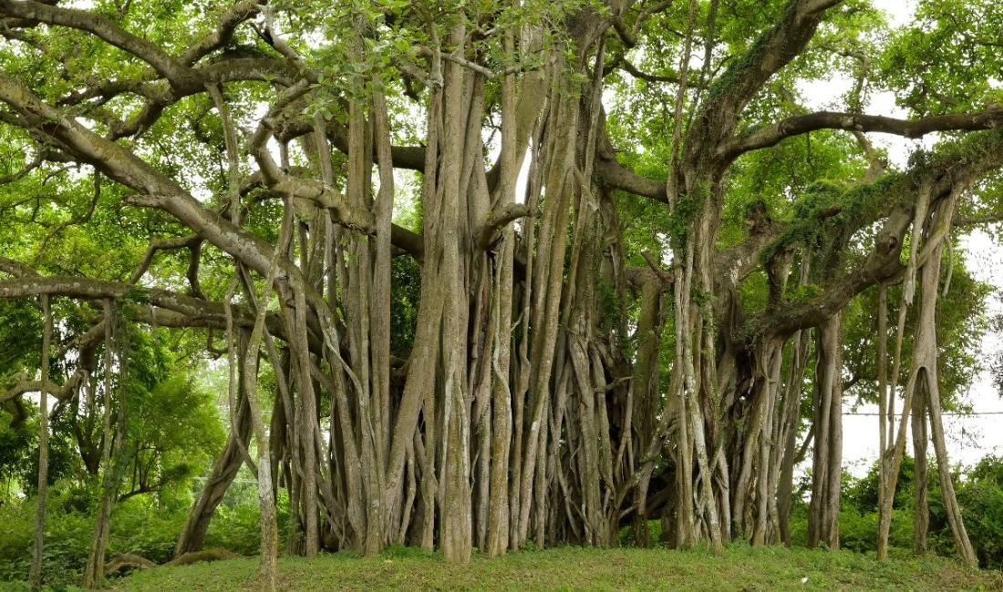 Mature banyan tree with extensive aerial root system creating multiple trunks on estate grounds.