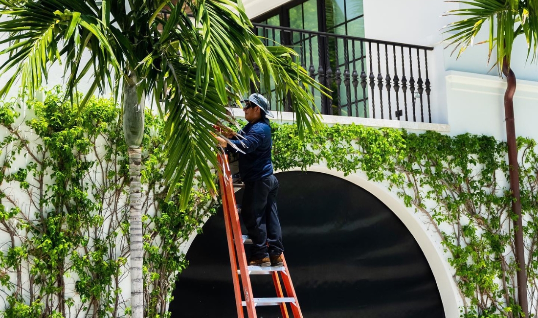 A Coastal Gardens landscape professional on a ladder trimming a palm tree beside ivy-covered walls at a luxury Palm Beach estate with Mediterranean architecture.
