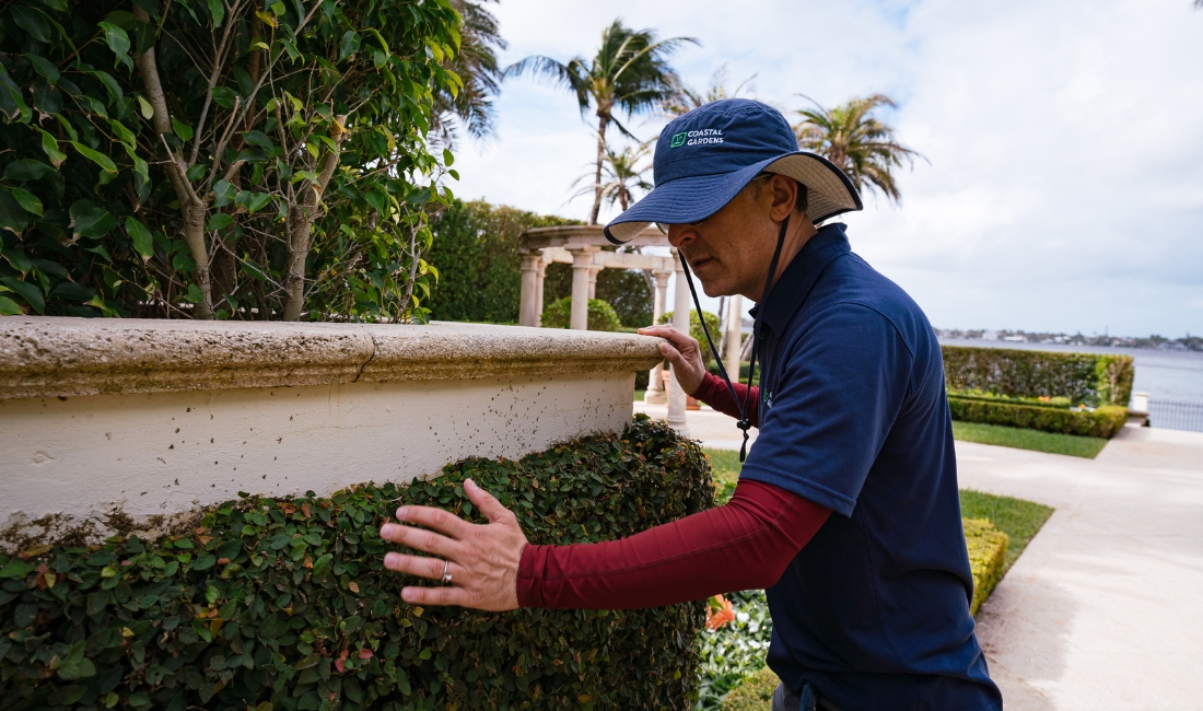 Coastal Gardens team member in branded hat inspecting a manicured hedge on a waterfront Palm Beach estate with palms and a pergola in the background.