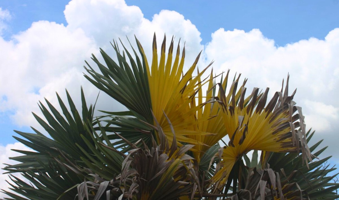 Green palm tree with yellowing and browning fronds showing early signs of stress.