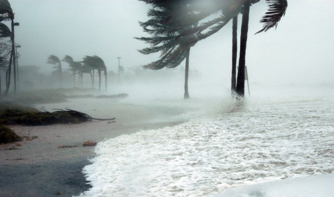 Palm trees bending in high winds during a hurricane on the Palm Beach coast.