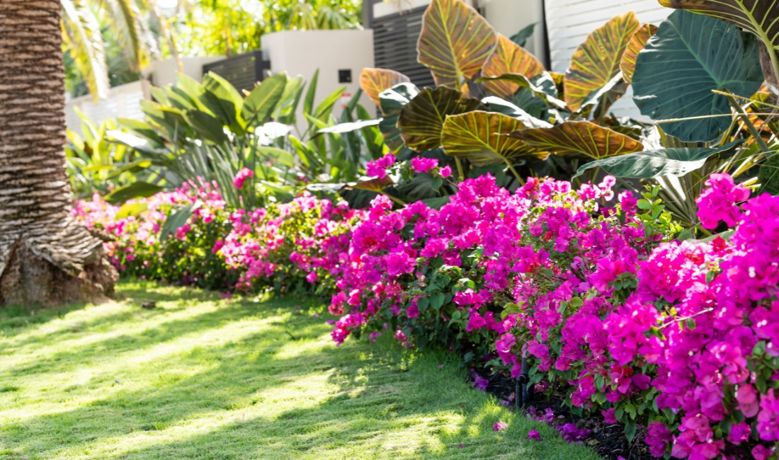 Well-maintained Palm Beach backyard with lush green grass, a neatly edged garden bed filled with healthy tropical plants, and a mature palm tree in the background.