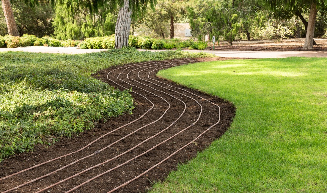 Drip irrigation line being installed alongside green grass to efficiently water a garden bed, promoting water conservation and healthy plant growth.