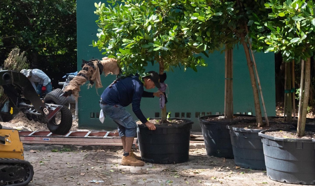 Coastal Gardens team preparing large trees in containers at nursery facility for Palm Beach estate installation.