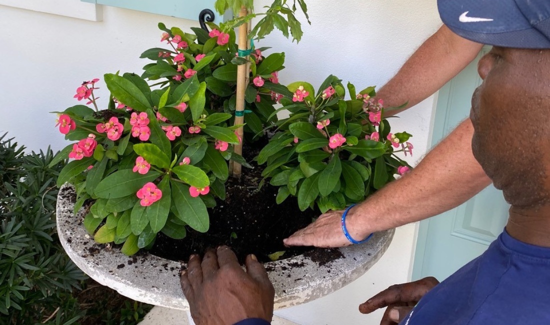 Coastal Gardens professionals installing colorful flowering plants in designer container at Palm Beach estate.