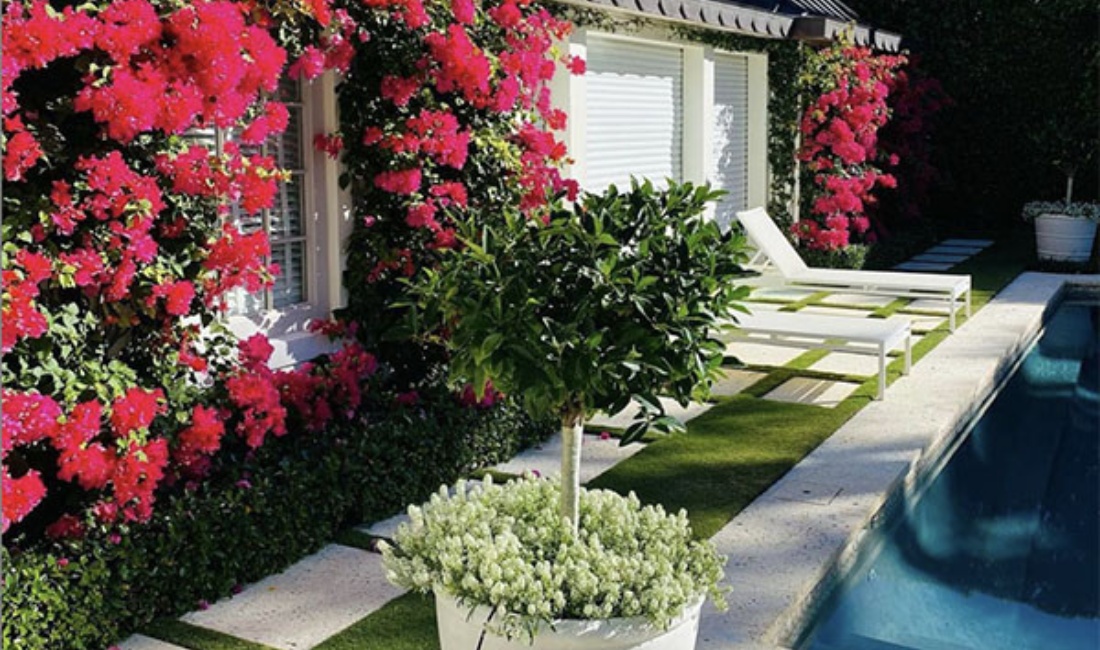 Designer potted tree creating elegant focal point beside luxury pool at Palm Beach estate with bougainvillea backdrop.
