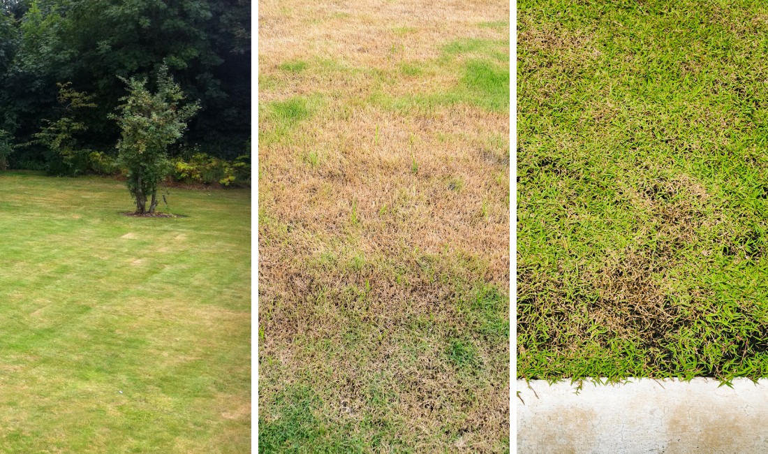 Three-panel composite showing common lawn problem signs: a patchy, browning lawn with a small tree in the distance (left), dead grass due to insect infestation (center), and patches and dead grass due to fungal disease (right).