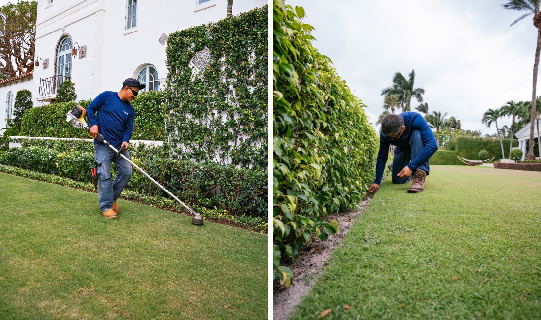 Two-panel image of Coastal Gardens landscape crew members working on a Palm Beach estate: one edging a lawn along a tall ficus hedge with a string trimmer (left), the other hand-detailing the grass line at the base of the hedge (right).