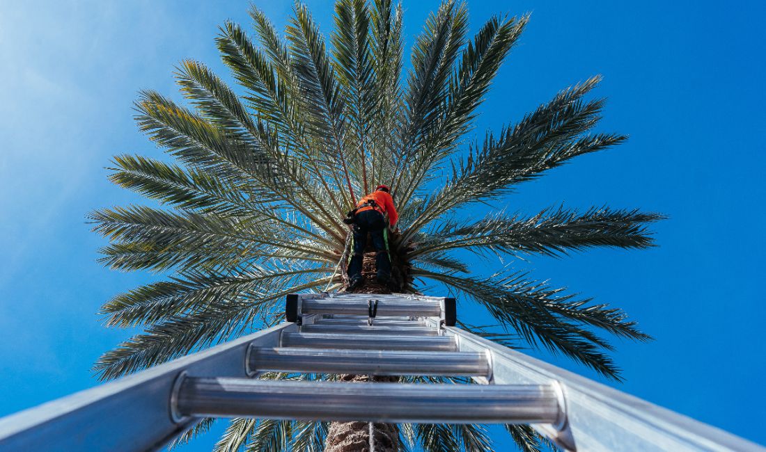 ISA Certified Arborist performing professional palm tree pruning from extension ladder under clear blue Florida sky.