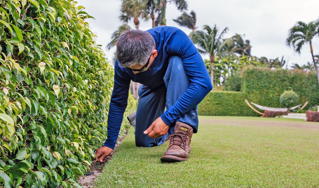 Landscape professional inspecting hedge edging detail on Palm Beach estate lawn, demonstrating attention to quality standards.