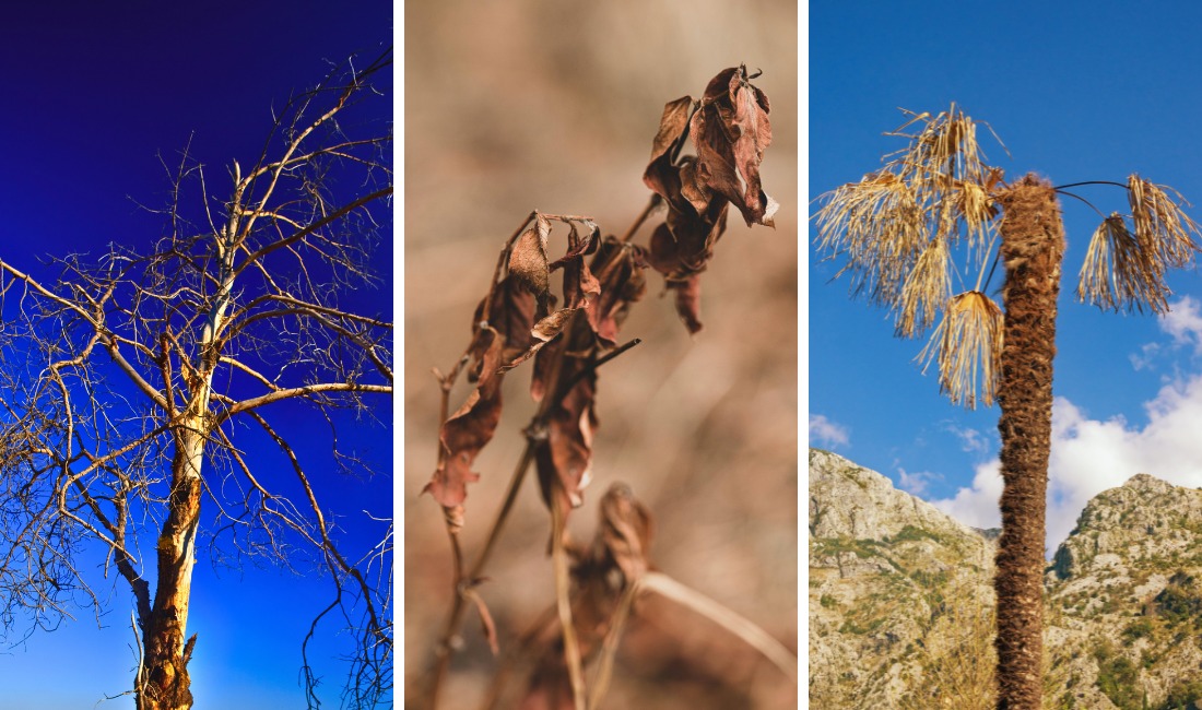 Three images showing drought stress symptoms, including a dead tree with bare branches against blue sky, wilted brown leaves on a branch, and a palm tree with brown dried fronds.