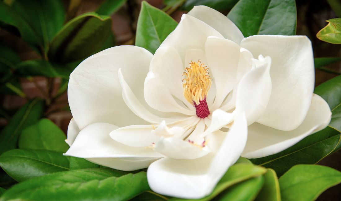 A large, white bloom on a Southern magnolia tree in Palm Beach, Florida.