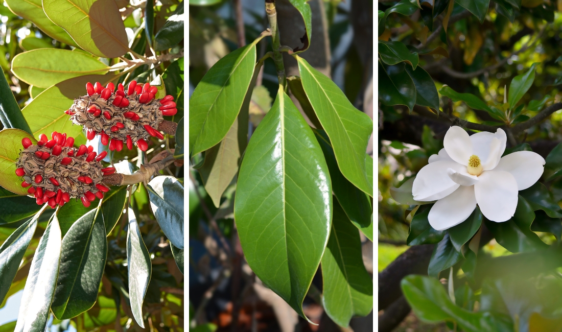 Southern magnolia tree seeds, leaves, and flower.