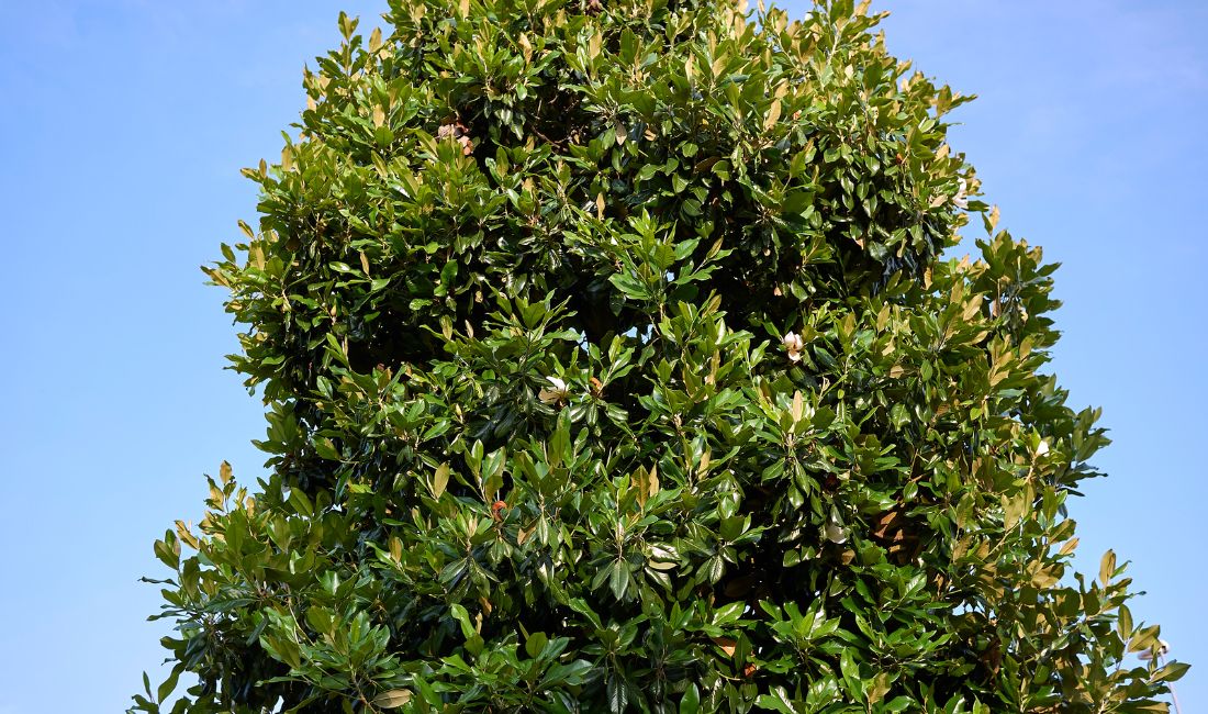 A Southern magnolia tree grows in Palm Beach, Florida.