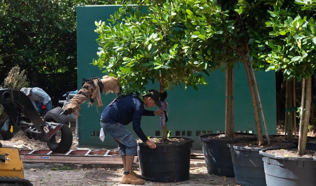 Coastal Gardens team members work to plant trees on a Palm Beach property.