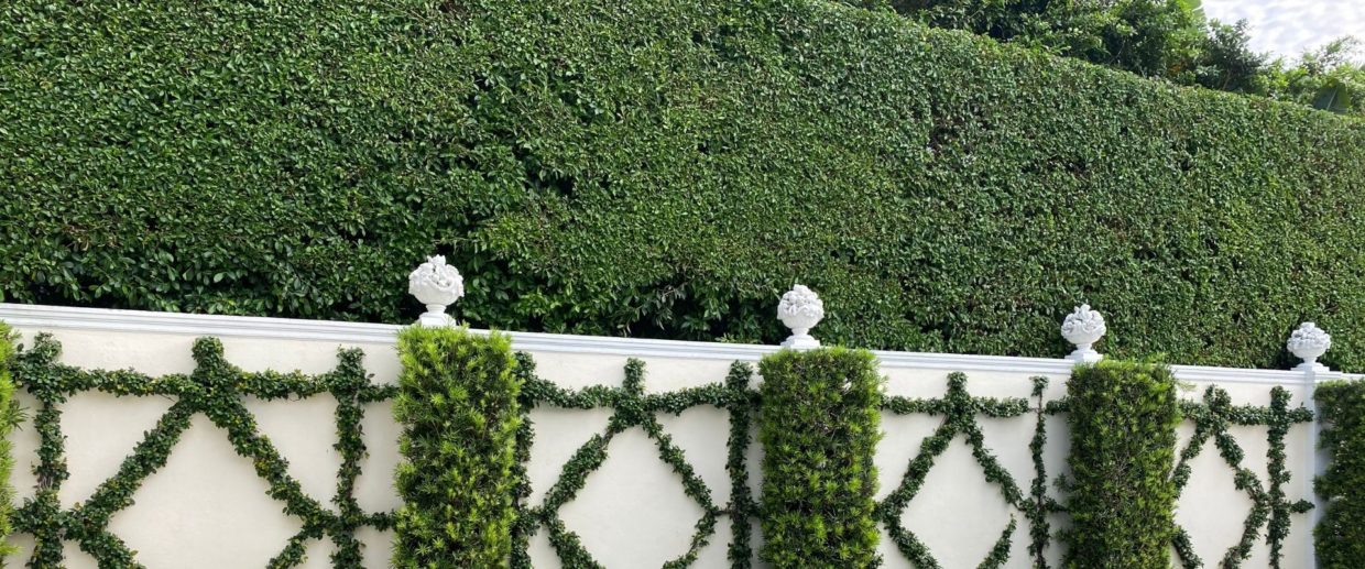 A hedge for privacy on a Palm Beach property maintained by Coastal Gardens.