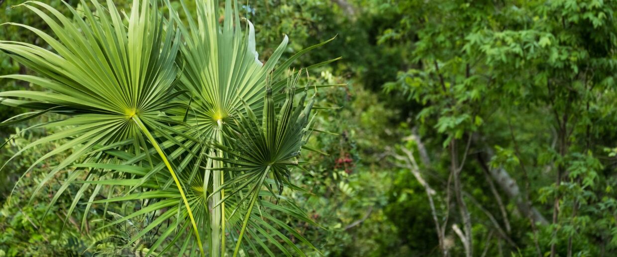 Native South Florida plants on a Palm Beach property.